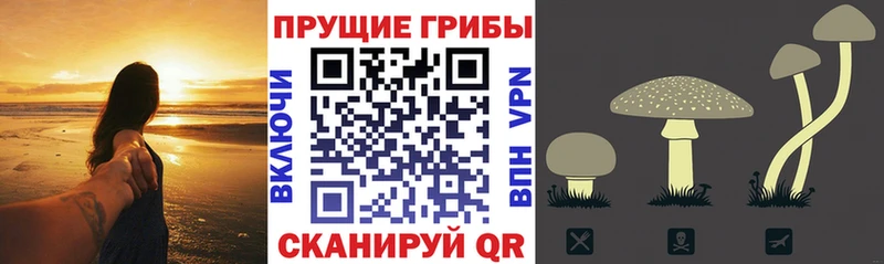 Псилоцибиновые грибы ЛСД  Купить где  Катайск 